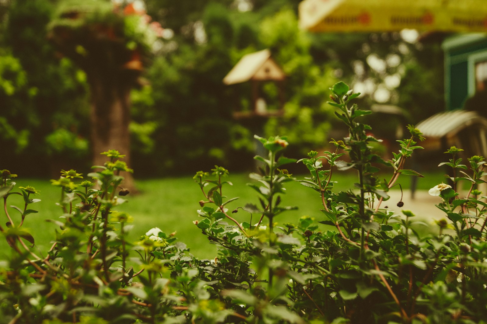 Green lawn in front of a home in Vaughan