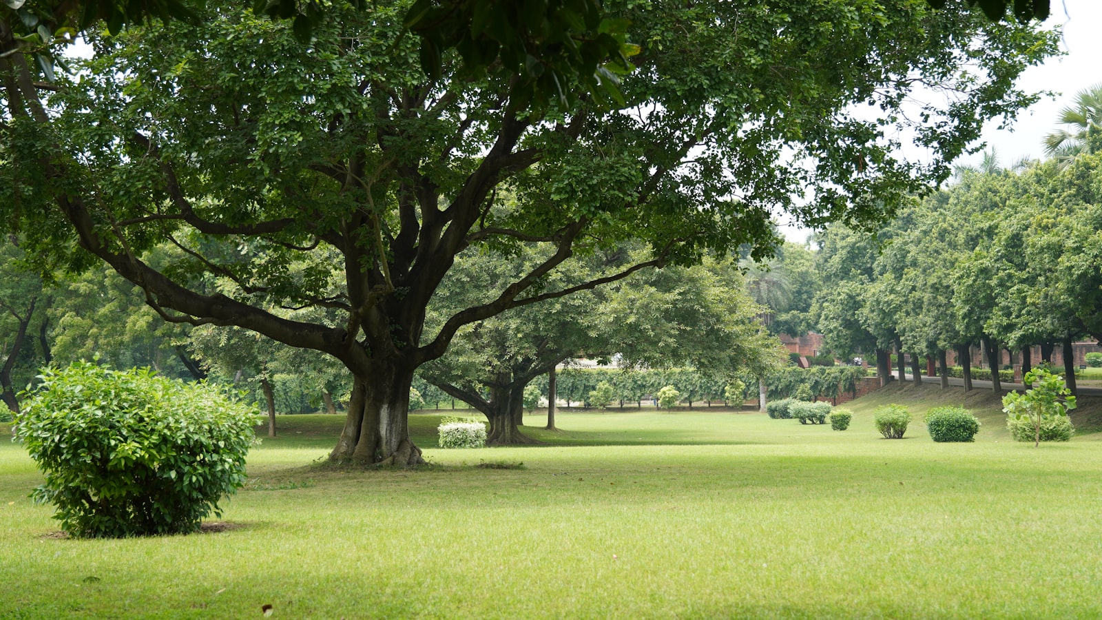 Lush green lawn in Vaughan